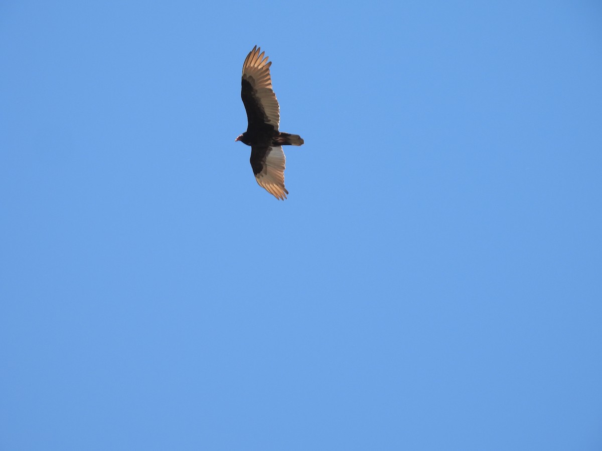 Turkey Vulture - ML331863671