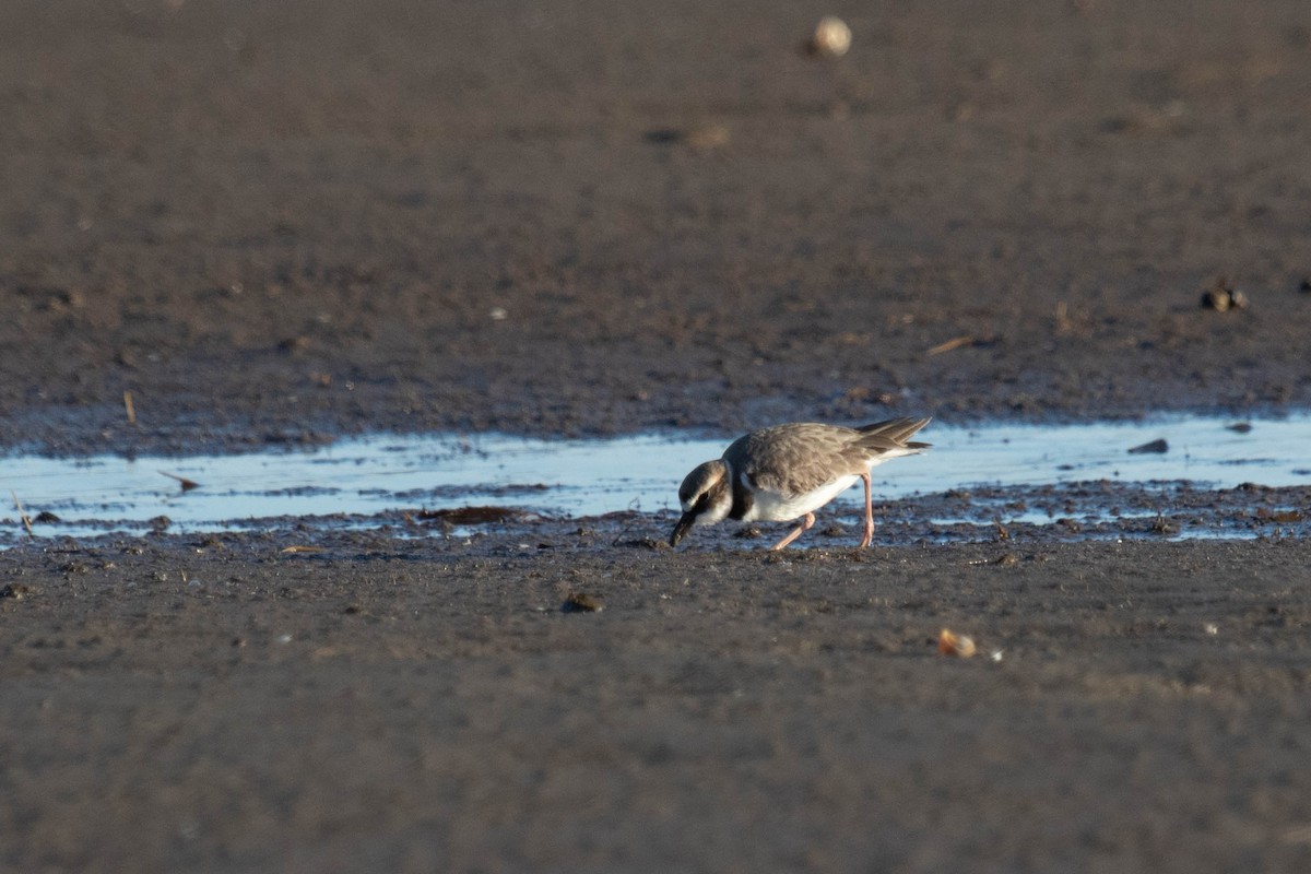 Wilson's Plover - David McCorquodale