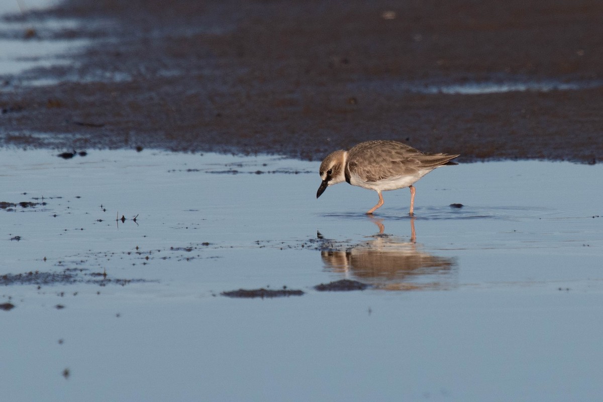 Wilson's Plover - ML331865811