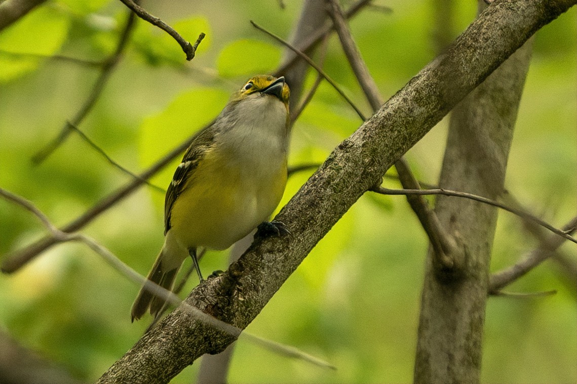 White-eyed Vireo - ML331866091