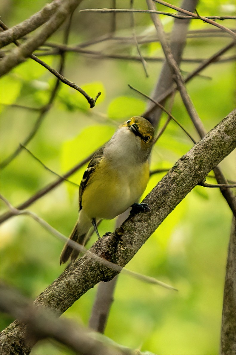 Vireo Ojiblanco - ML331866191