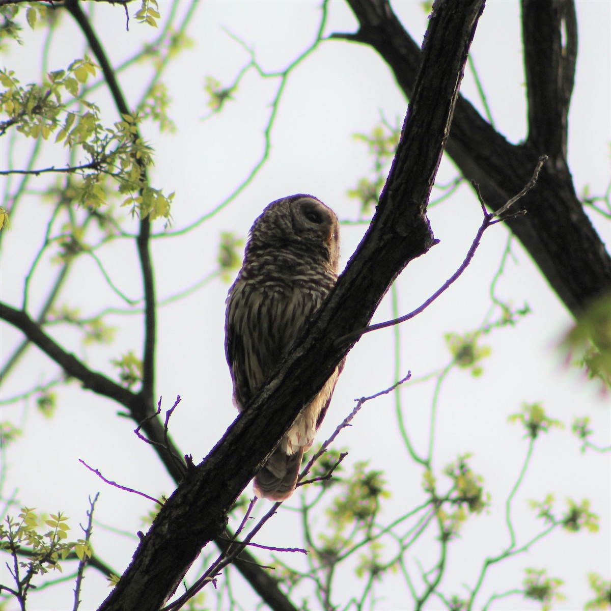 Barred Owl - Lori Parks-Murphy