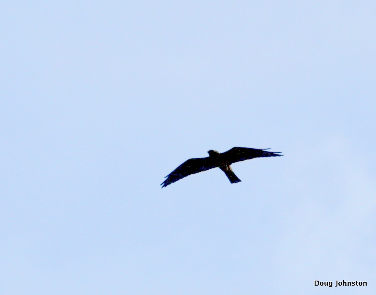 Mississippi Kite - ML33186801