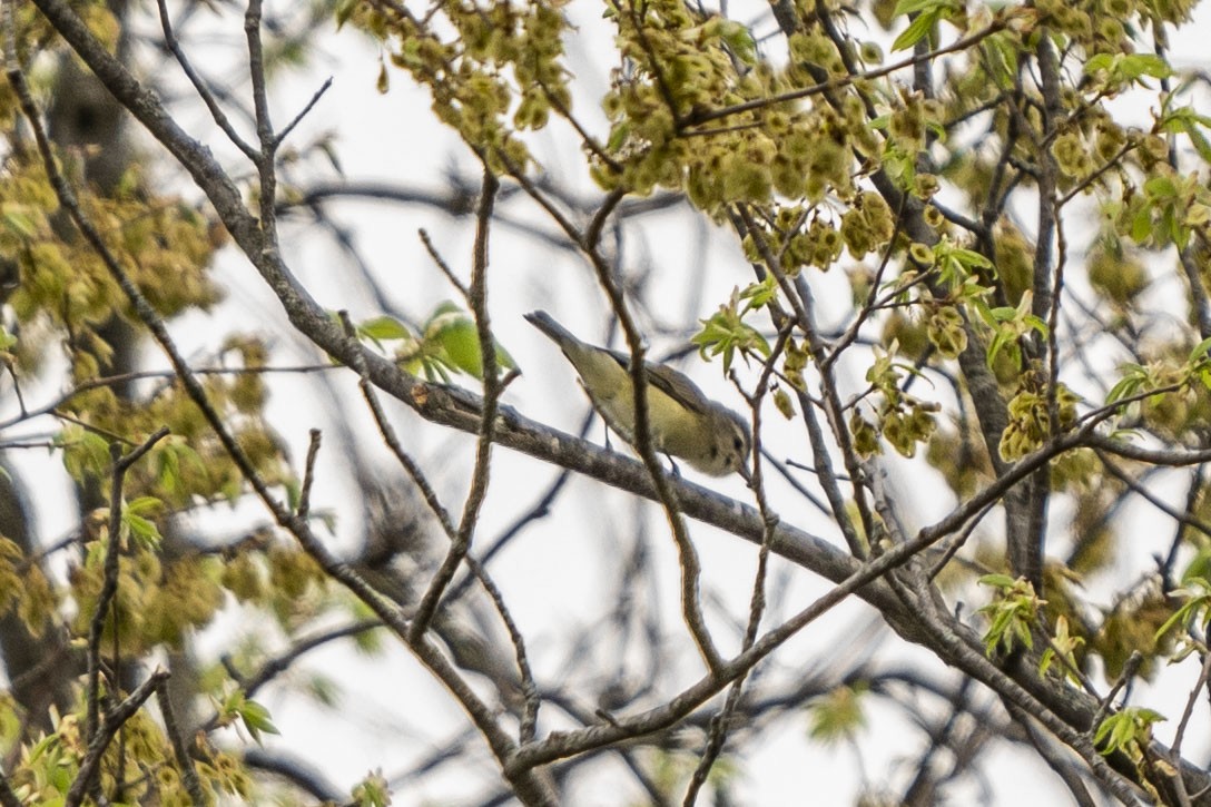 Warbling Vireo - ML331868241