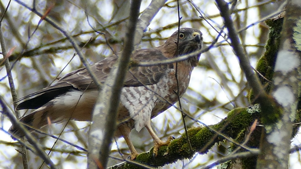 Broad-winged Hawk - ML331868491