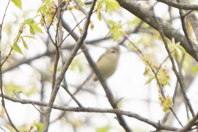 Warbling Vireo - ML331868531