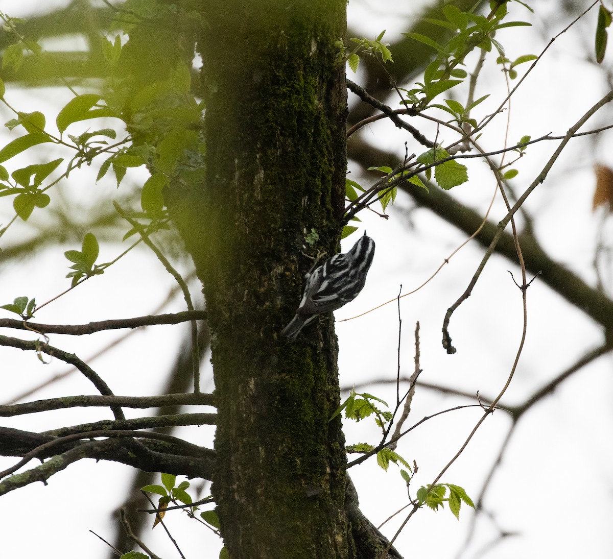 Black-and-white Warbler - ML331869191