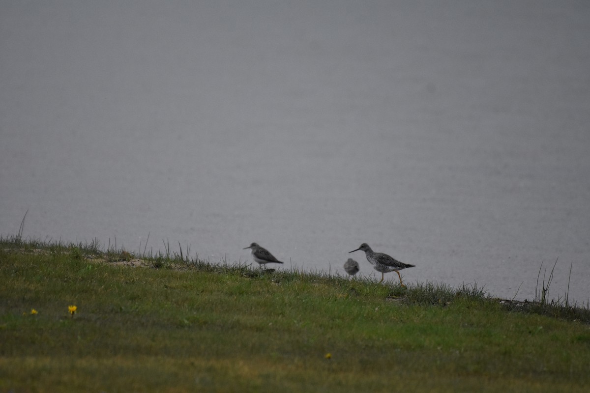 Greater Yellowlegs - ML331871811