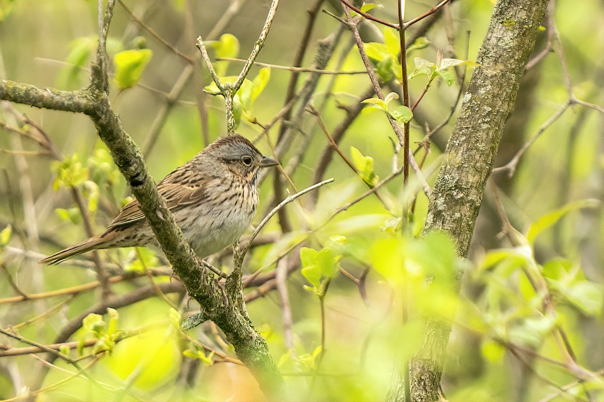 Lincoln's Sparrow - ML331872991