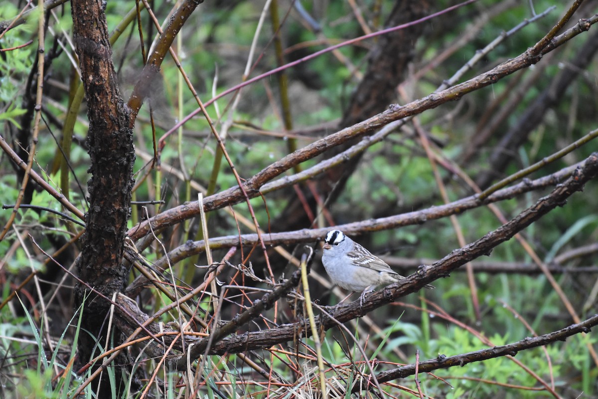 White-crowned Sparrow - jerod skebo