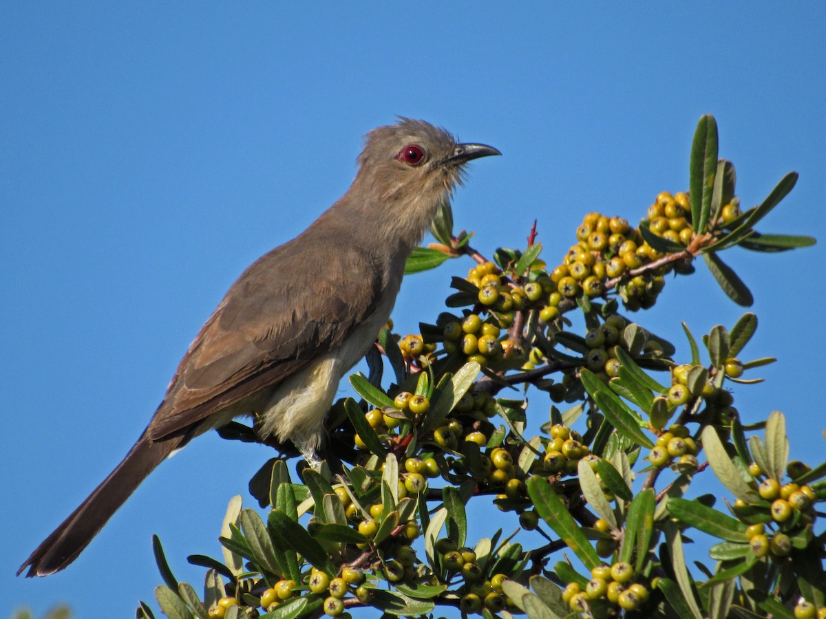 Ash-colored Cuckoo - ML331873471