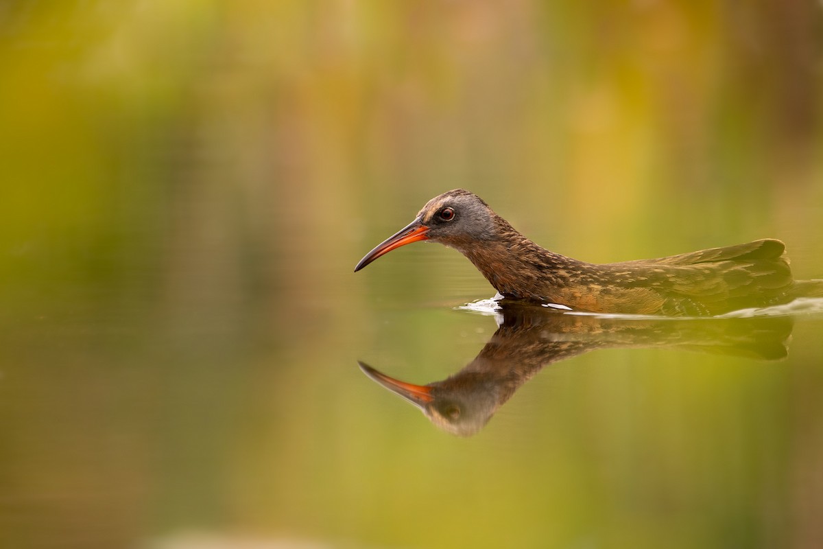 Virginia Rail - ML331873701