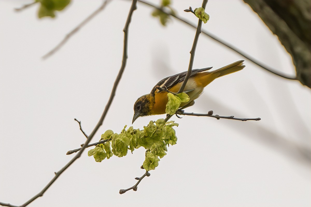 Baltimore Oriole - ML331874191