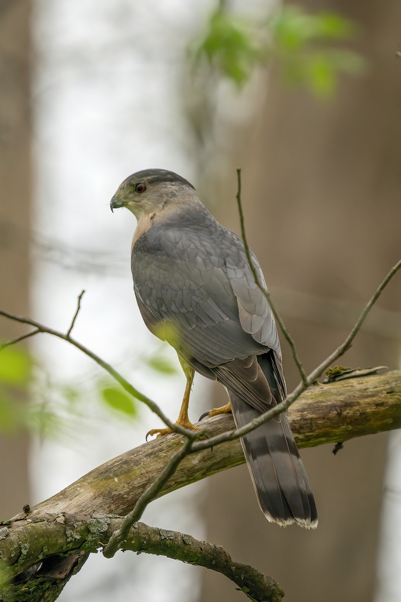 Cooper's Hawk - ML331874911