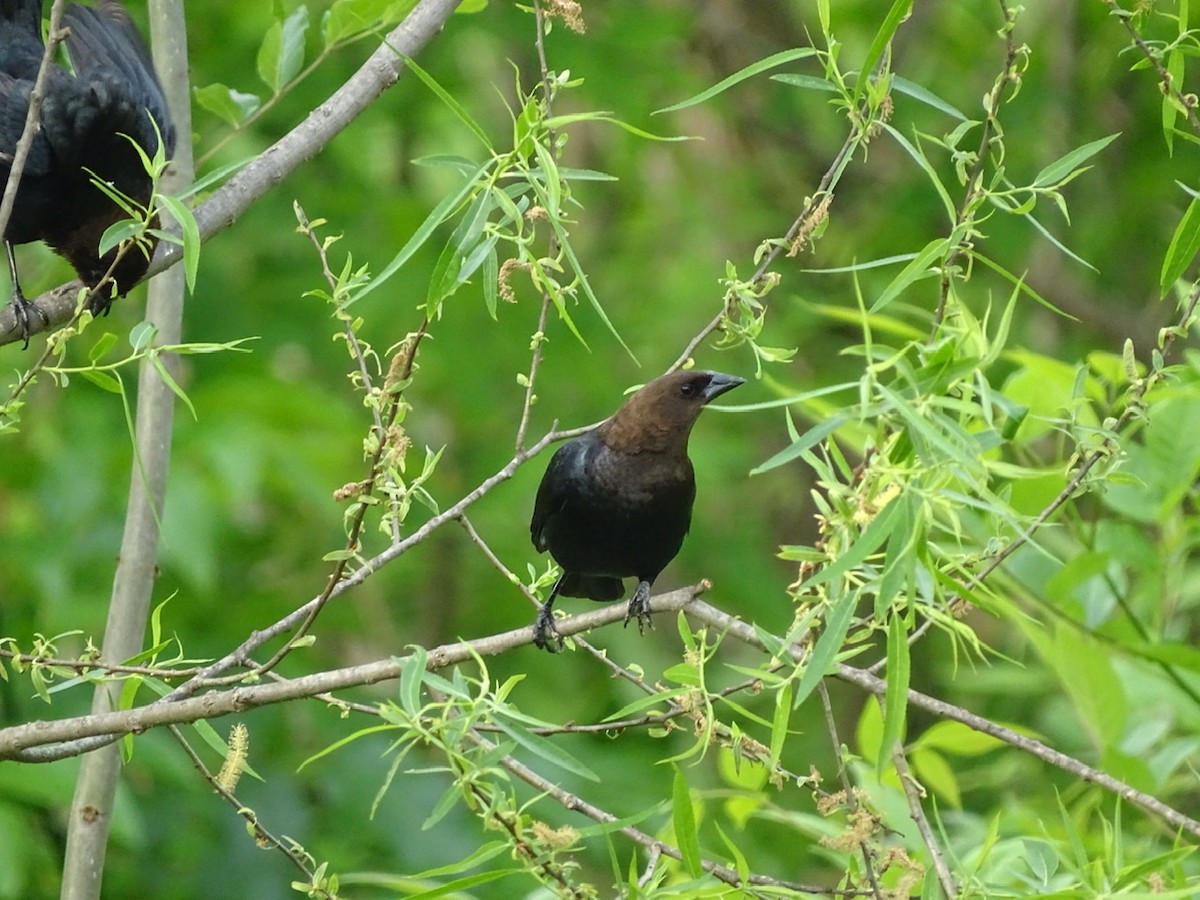 Brown-headed Cowbird - ML331875101