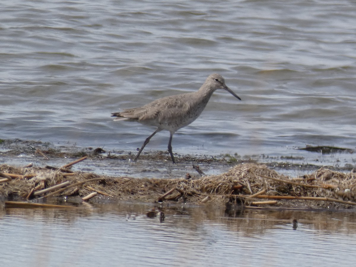 Willet - Robert Leonhardt