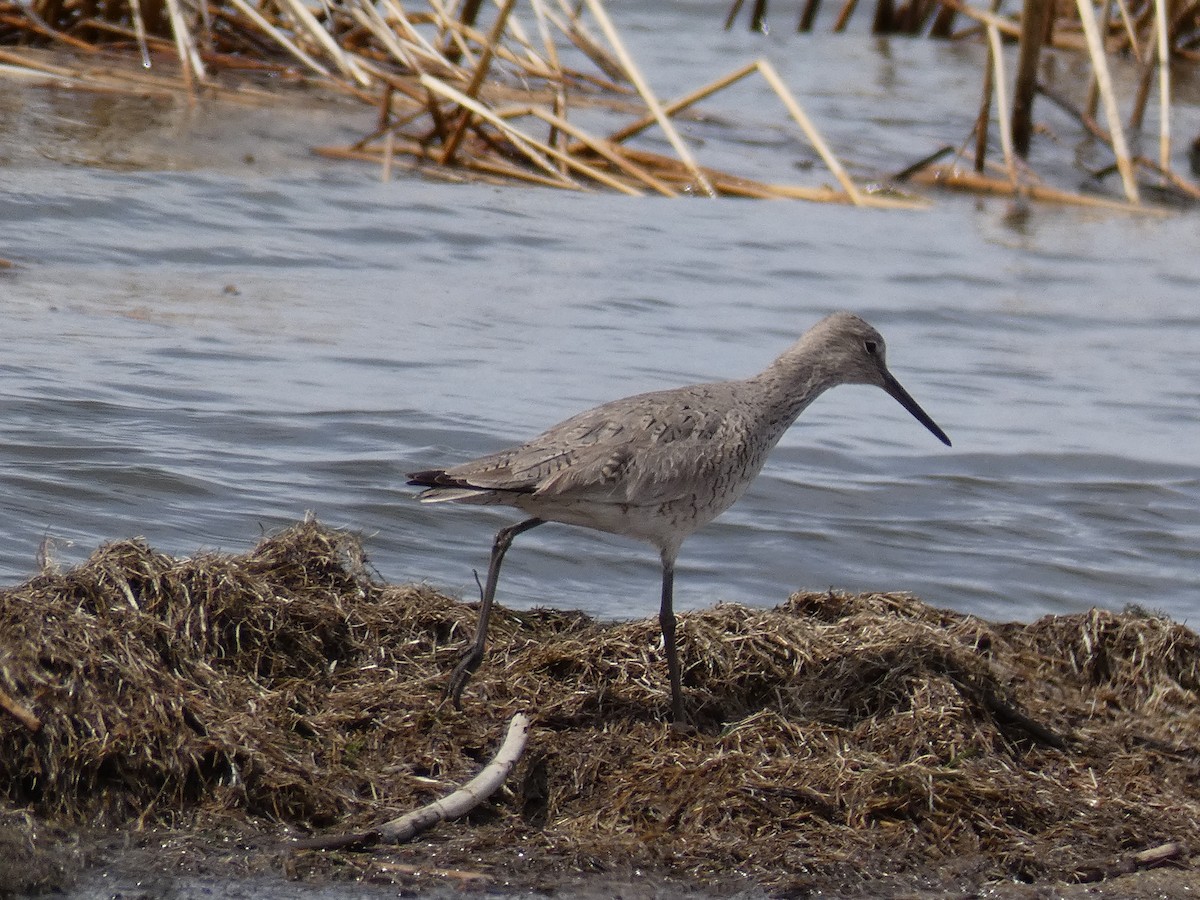 Willet - ML331875631