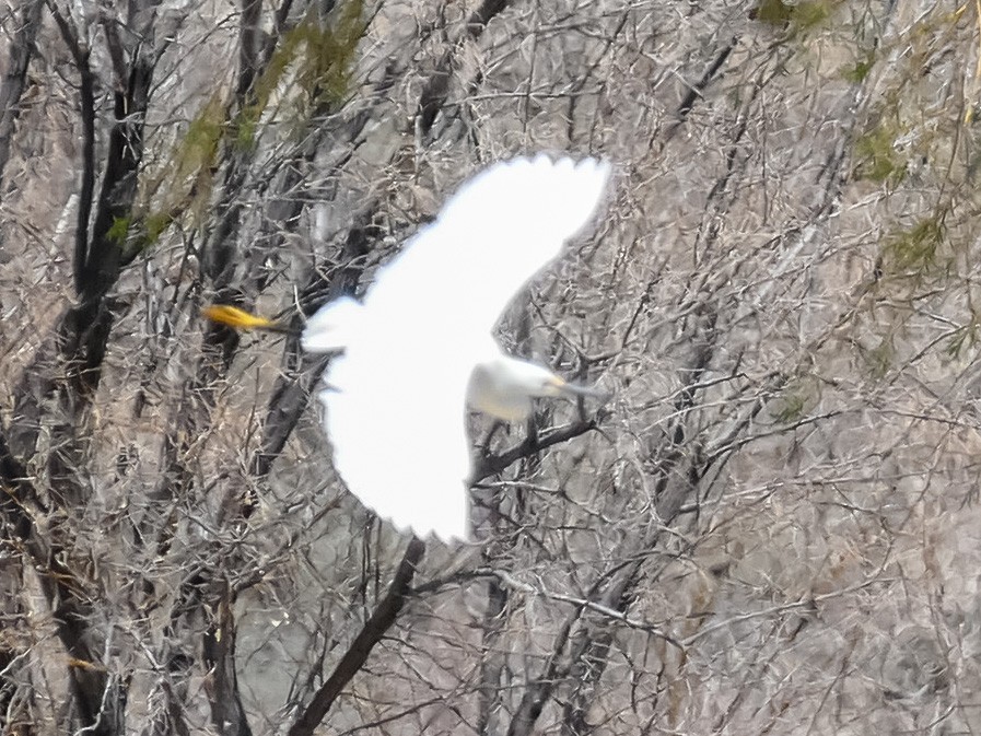 Snowy Egret - ML331876291