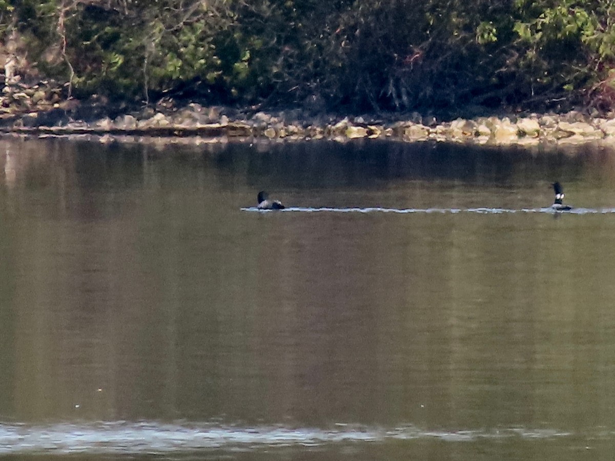 Common Loon - ML331877451