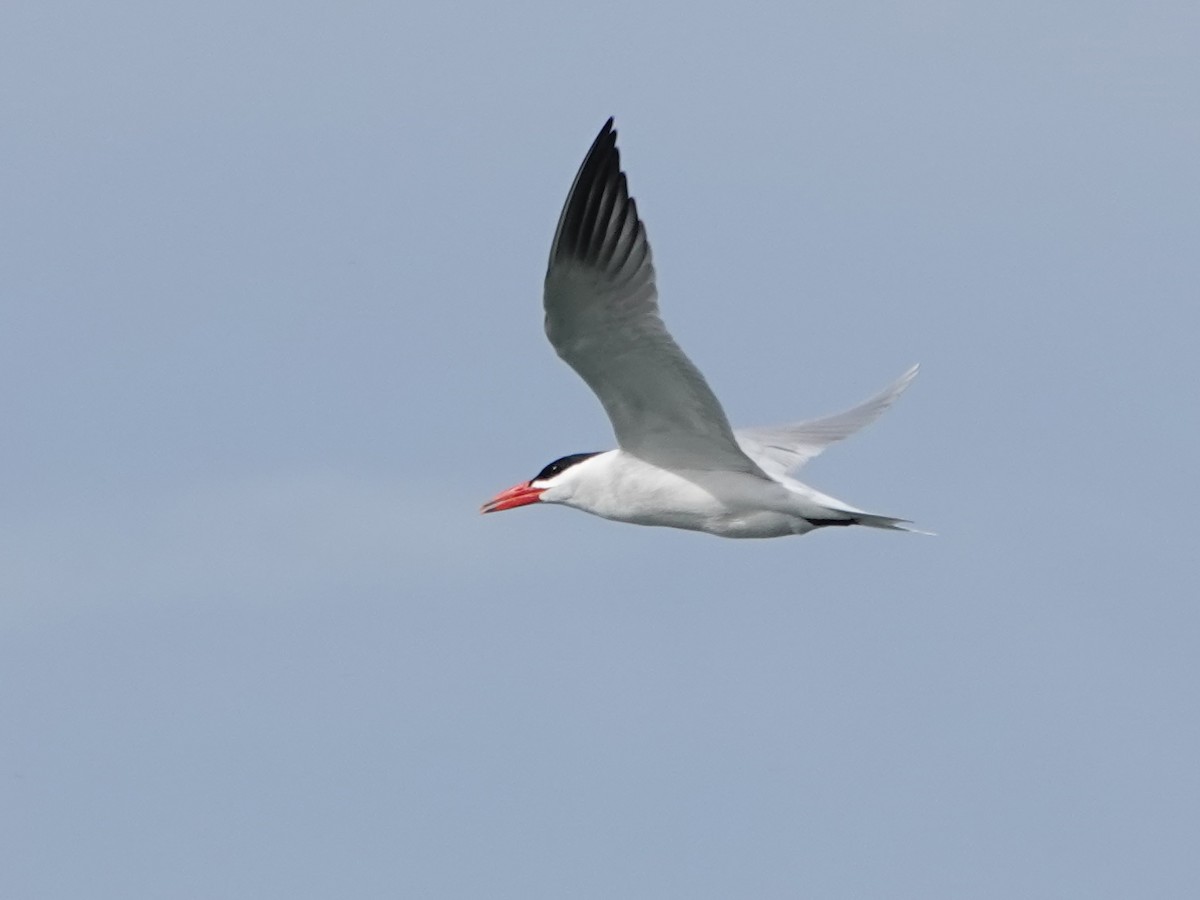 Caspian Tern - Liz Soria