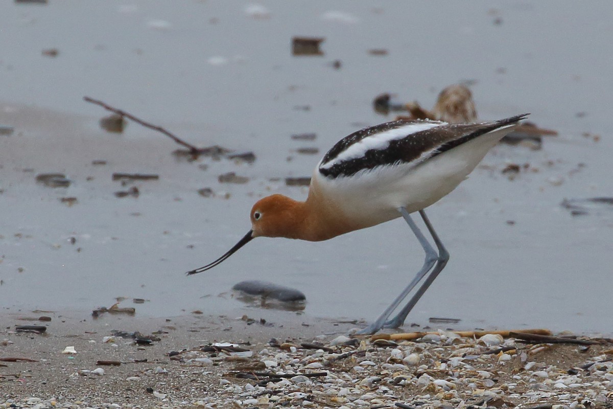 American Avocet - Bruce Robinson