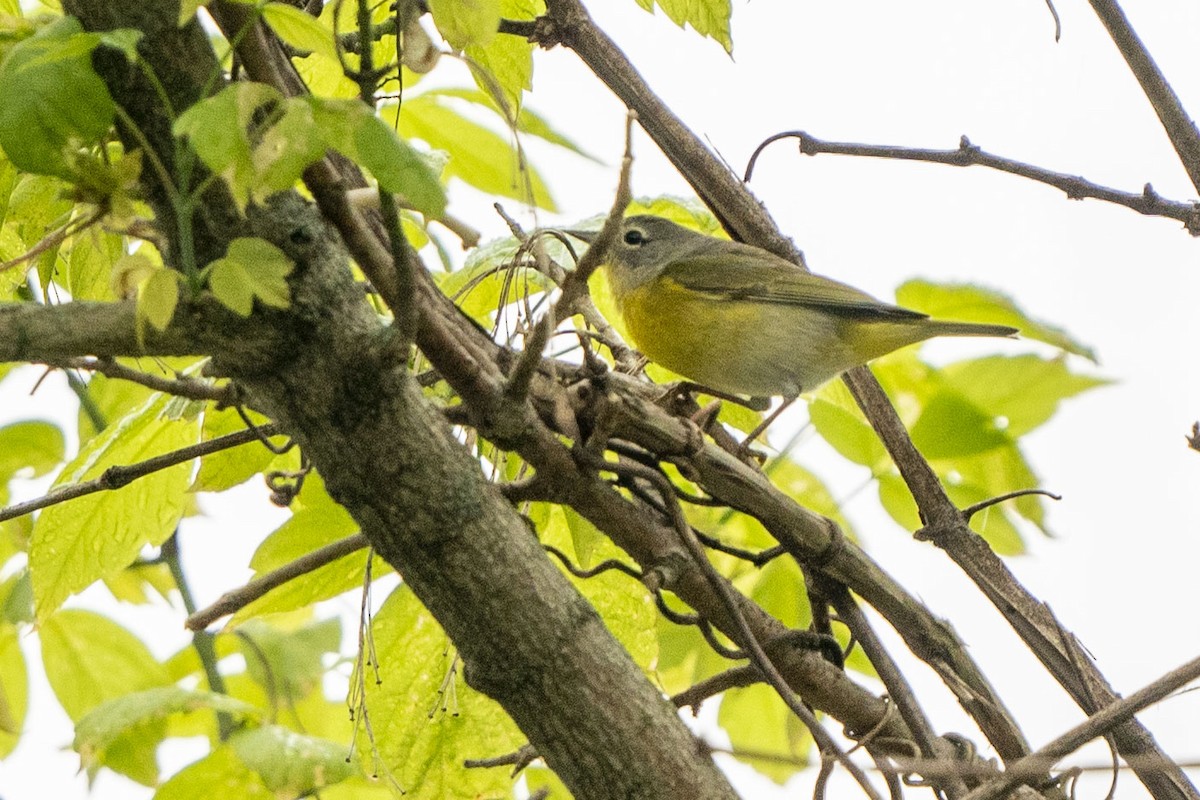 Nashville Warbler - ML331878141