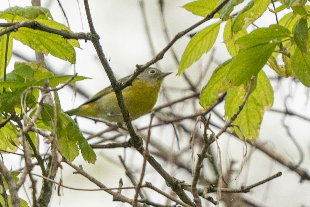 Nashville Warbler - ML331878281