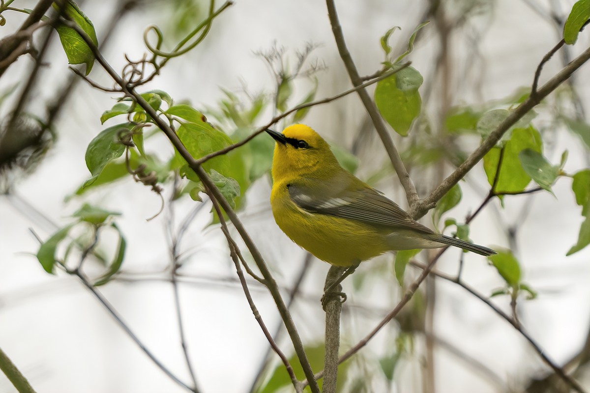 Blue-winged Warbler - ML331879541