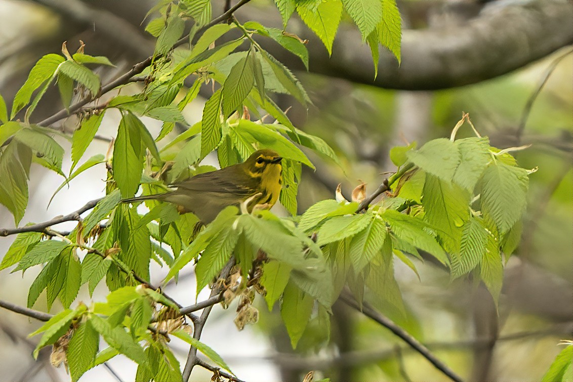 Prairie Warbler - ML331880091