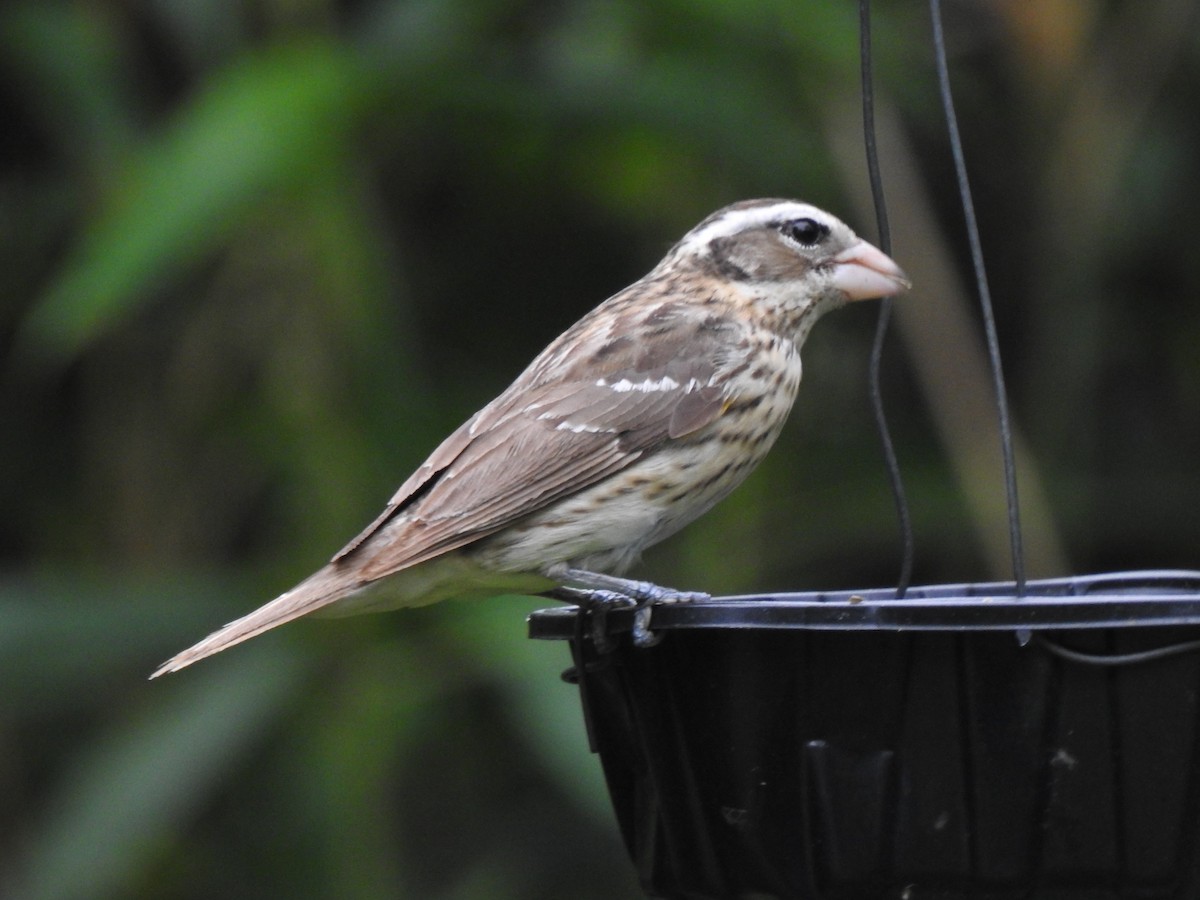 Rose-breasted Grosbeak - ML331880241