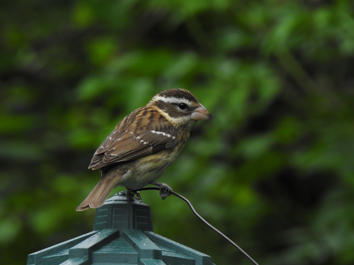 Rose-breasted Grosbeak - ML331880601