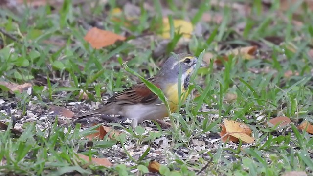 Dickcissel - ML331881191