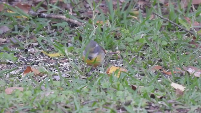 Dickcissel - ML331881201