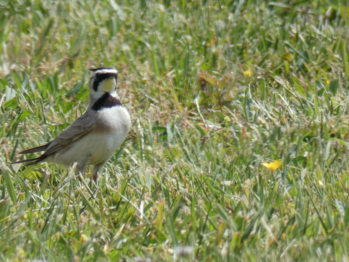 Horned Lark - ML331881481