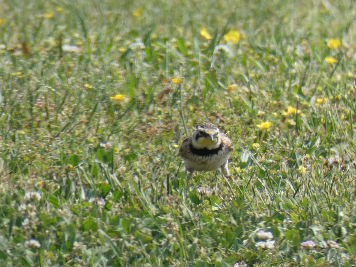 Horned Lark - ML331881491