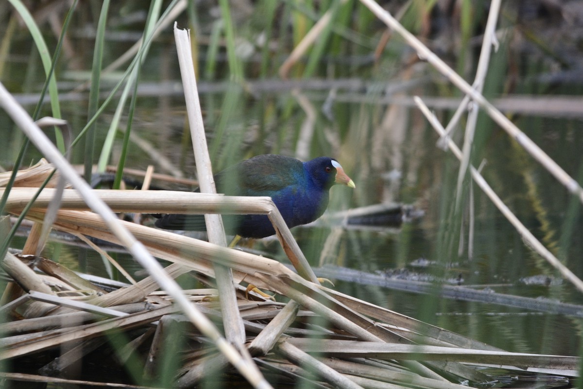 Purple Gallinule - ML331882861