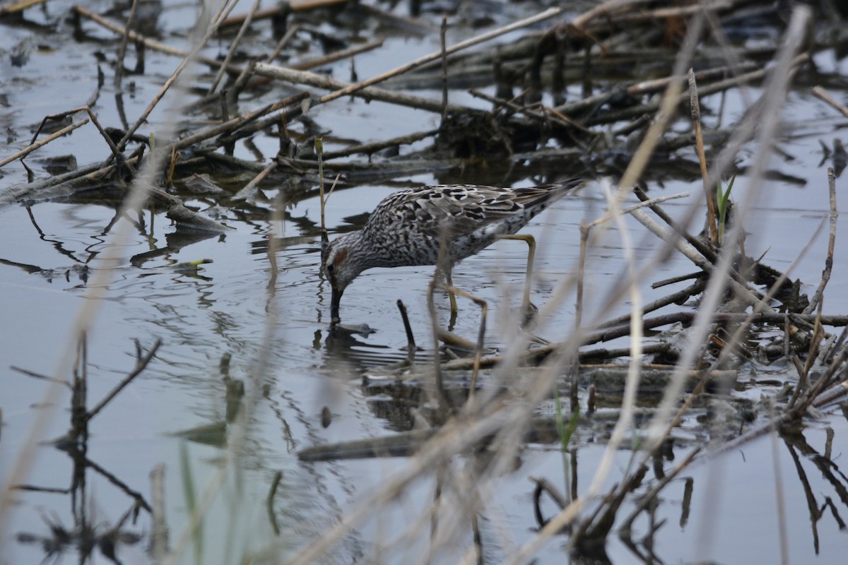 Stilt Sandpiper - ML331883161