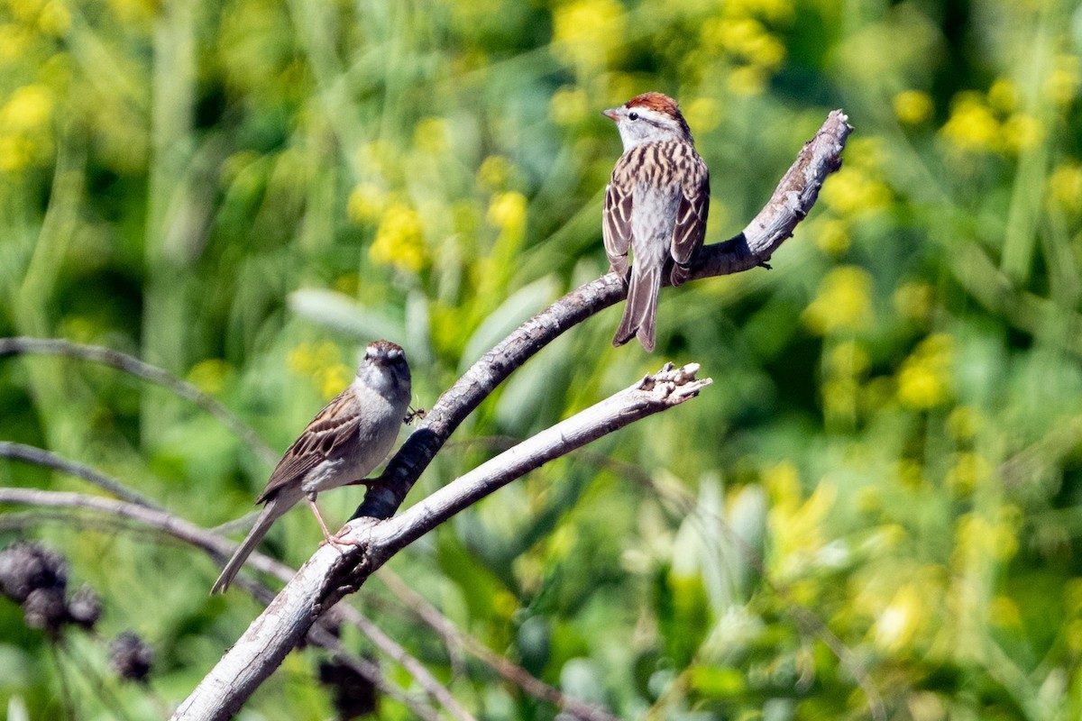 Chipping Sparrow - ML331886901