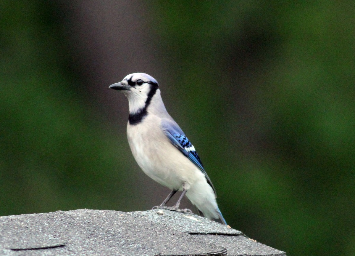 Blue Jay - ML331891061