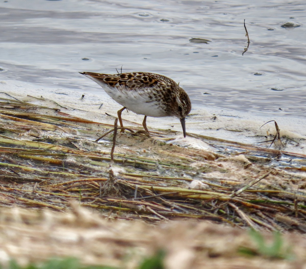 Least Sandpiper - ML331895481