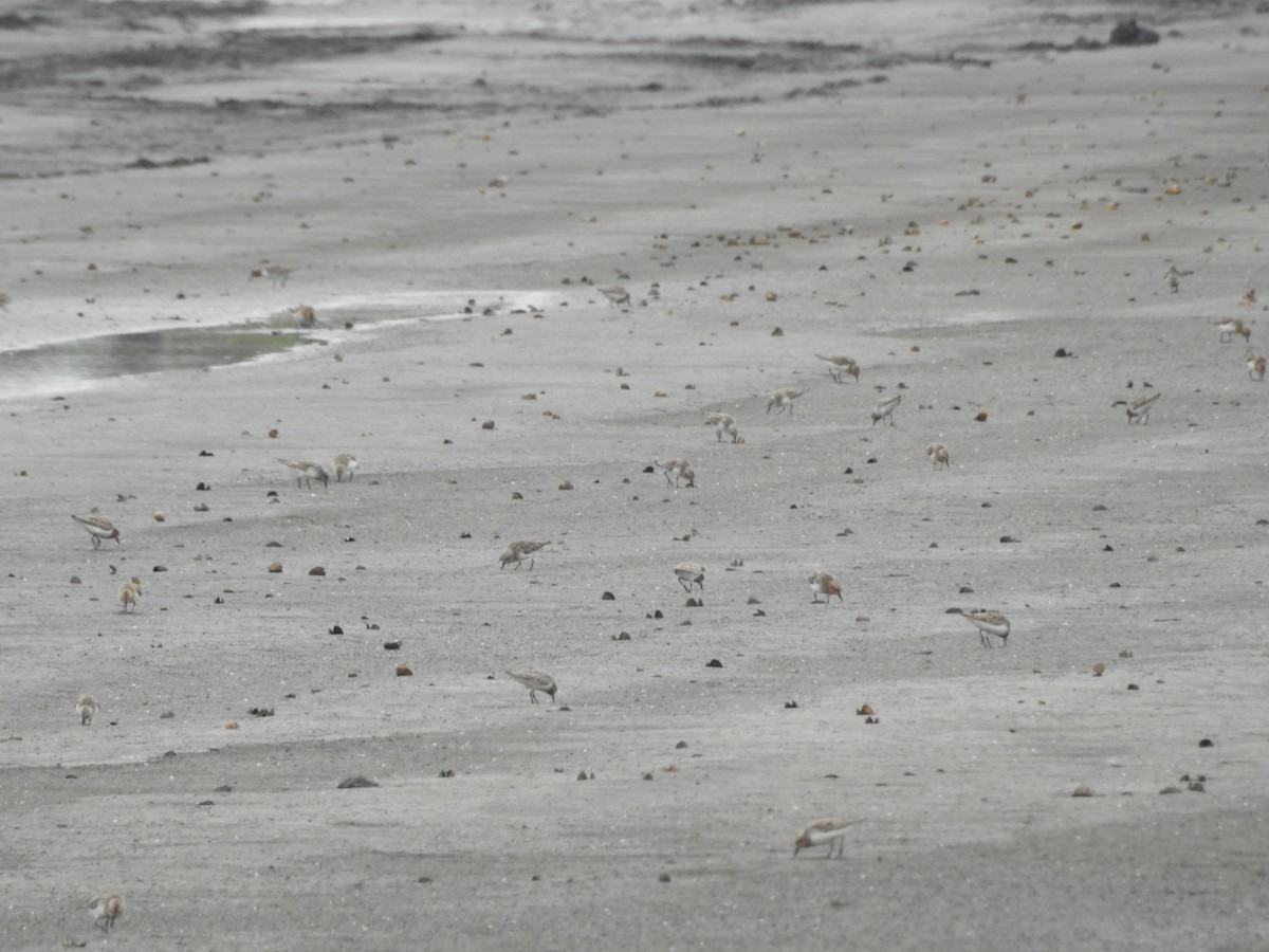 Red-necked Stint - ML331895811