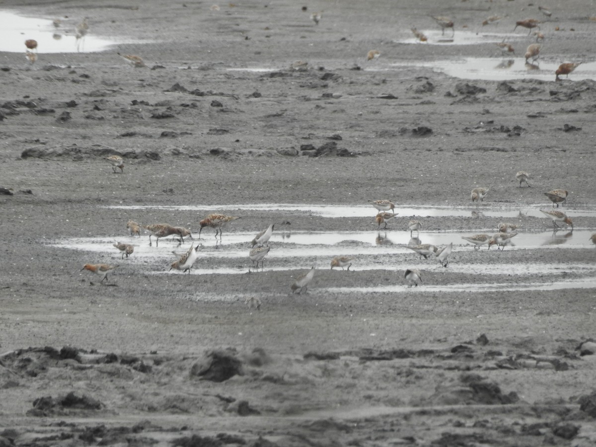 Red-necked Stint - ML331895821