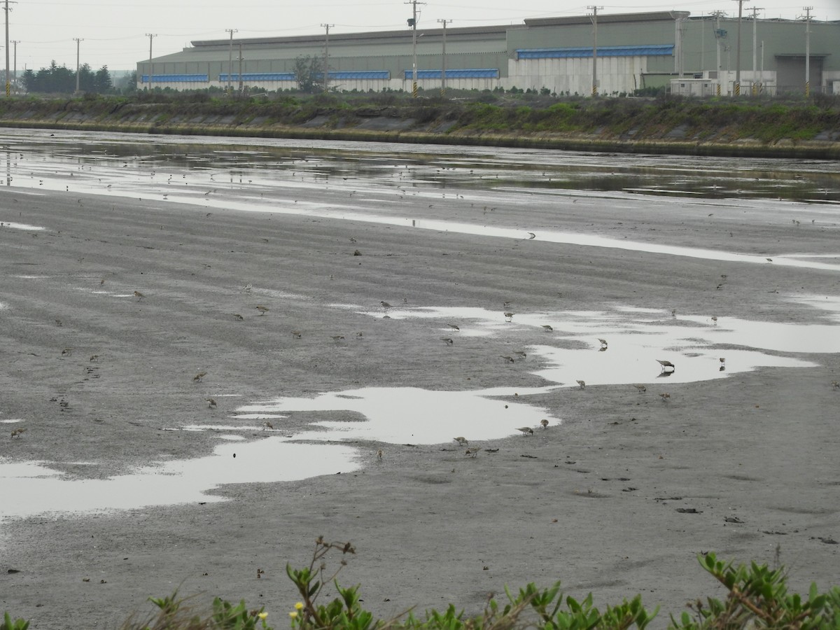 Red-necked Stint - ML331896801