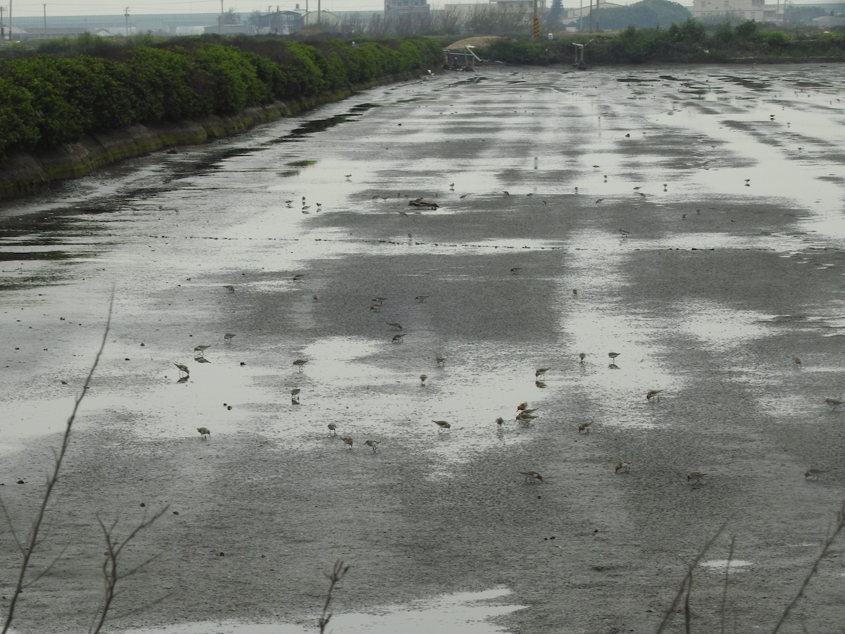 Red-necked Stint - ML331896811