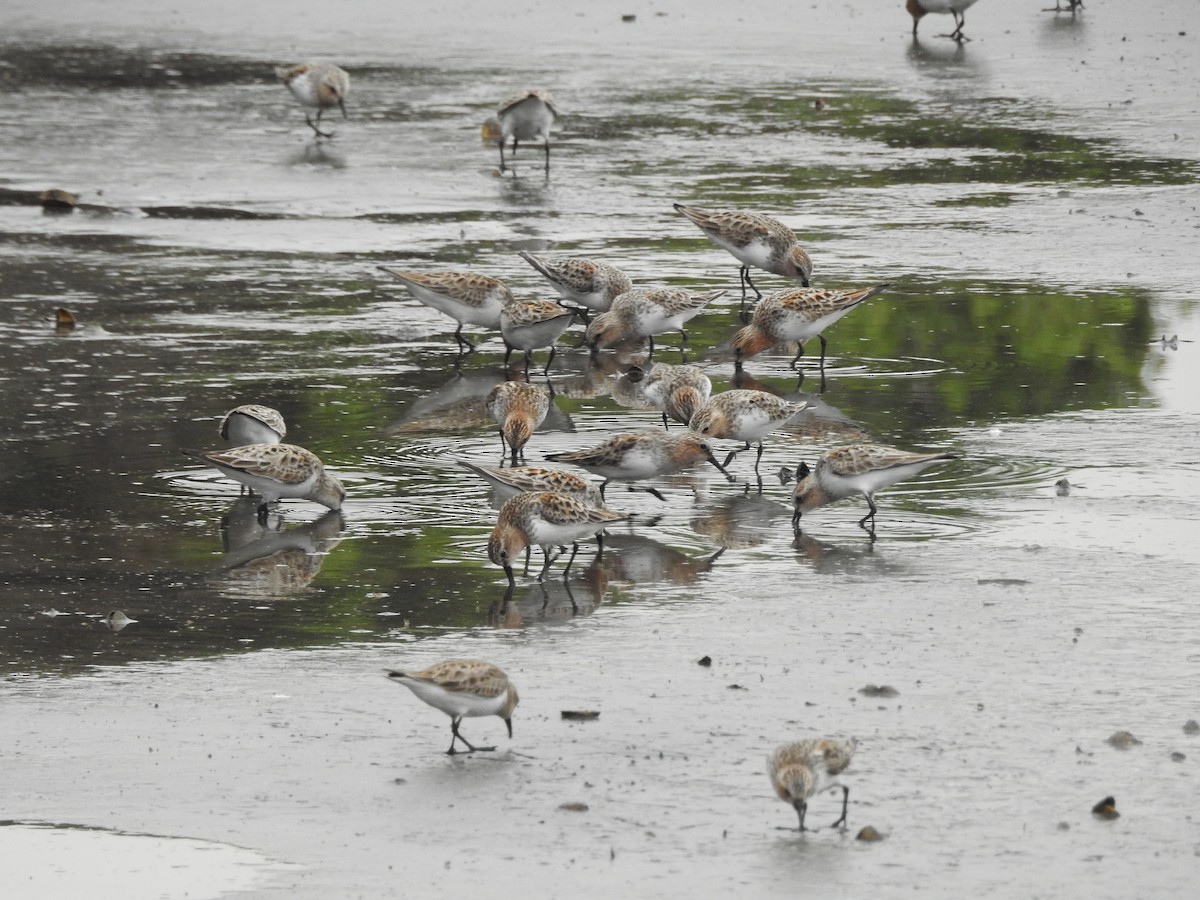 Red-necked Stint - ML331896841