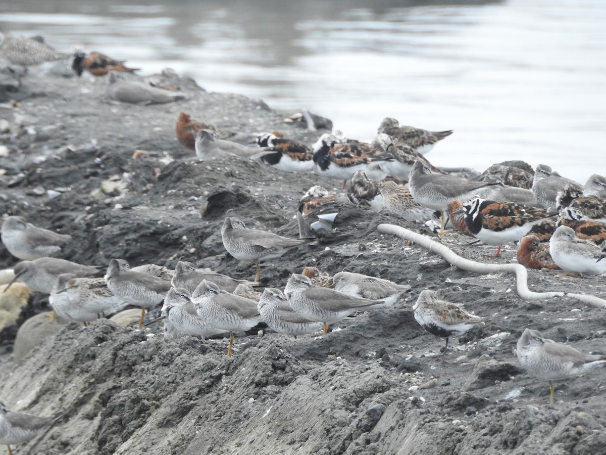 Gray-tailed Tattler - ML331897761