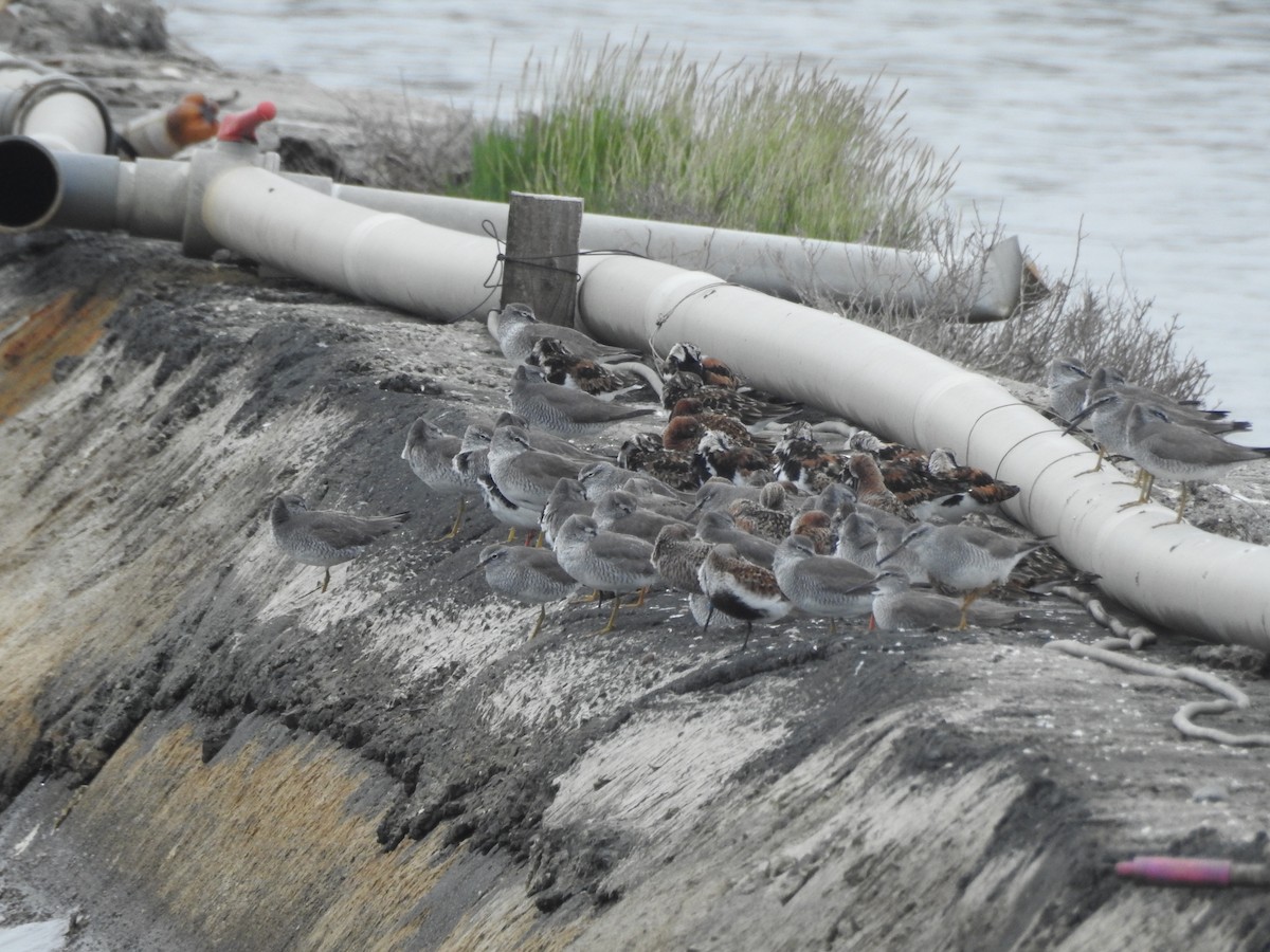 Gray-tailed Tattler - ML331897771
