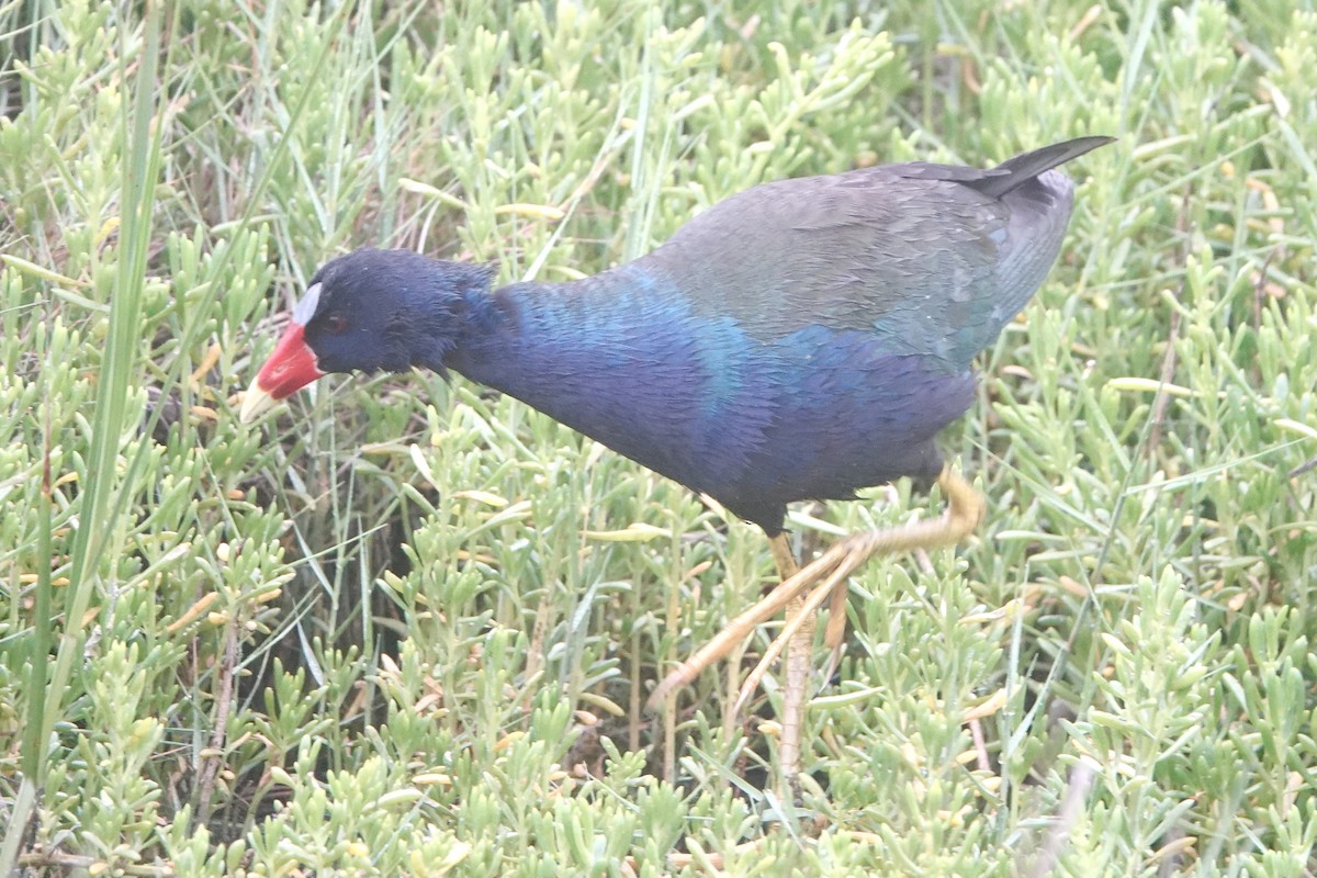 Purple Gallinule - ML331900811