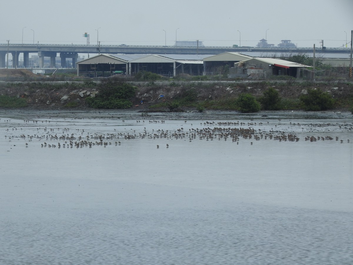 Red-necked Stint - ML331901781