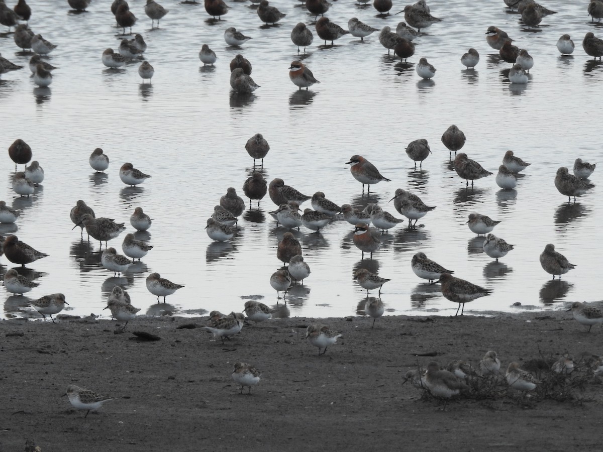 Red-necked Stint - ML331901791